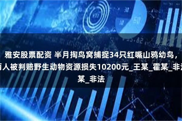 雅安股票配资 半月掏鸟窝捕捉34只红嘴山鸦幼鸟，两人被判赔野生动物资源损失10200元_王某_霍某_非法